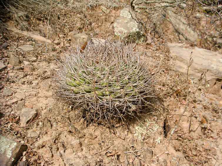 Gymnocalycium pflanzii